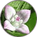 白花蛇舌草(びゃっかじゃぜつそう)